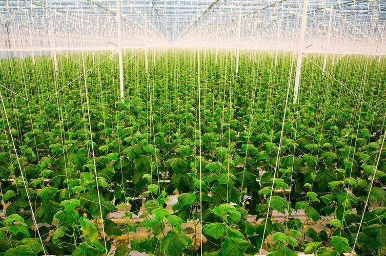 種子進銷存軟件