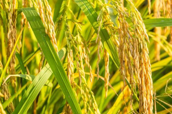 商業化育種軟件