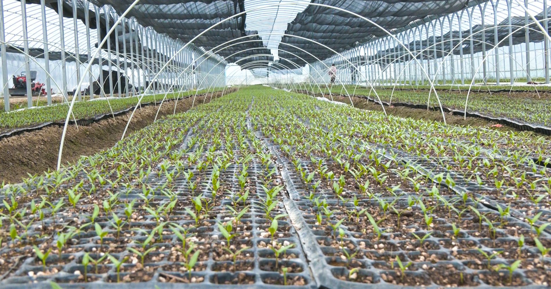 育苗農事管理平臺