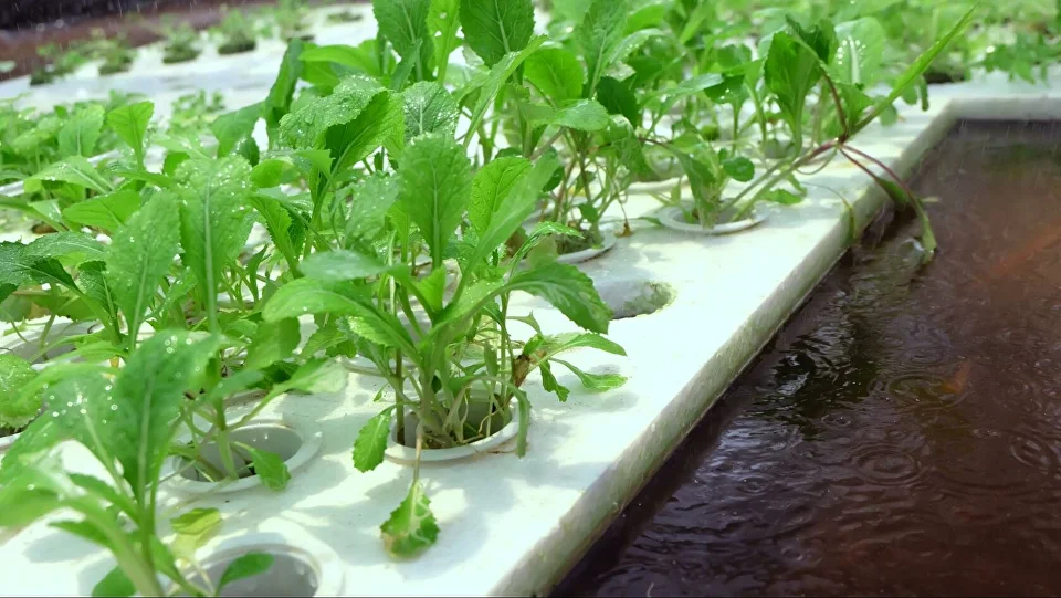 微信圖片_20250523103155.png 作物生長管理軟件